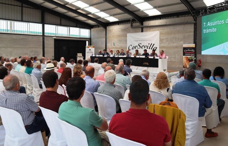CorSevilla aumenta el número de corderos comercializados en 2024 y consigue mejores precios para sus socios