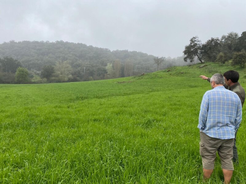 Solicitud de oferta de plantación