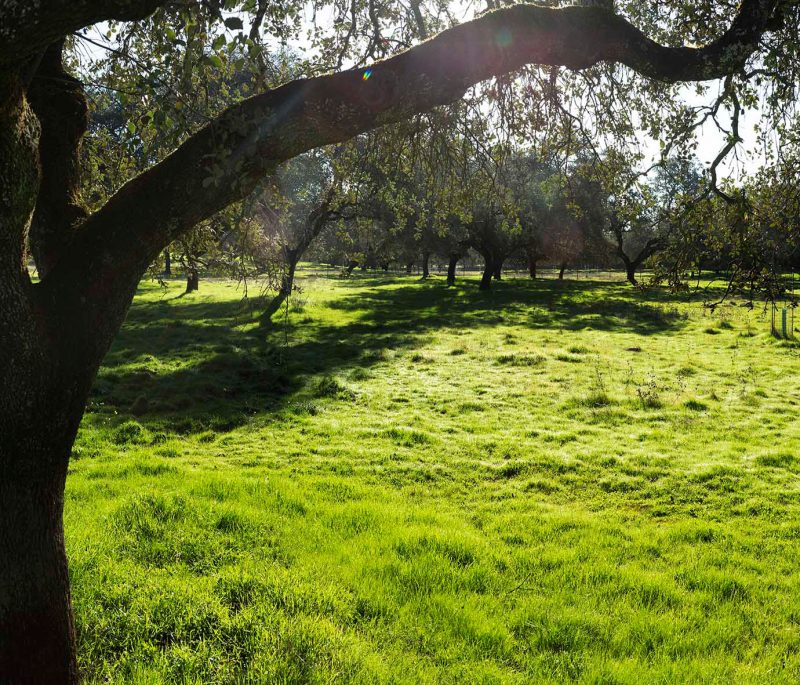 Solicitud ofertas suministro plantas forestales
