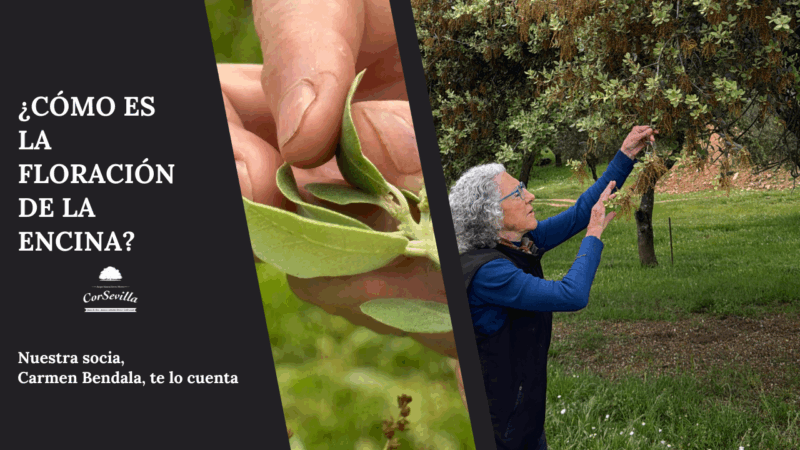 Aprende a diferenciar las flores masculinas y femeninas de las encinas